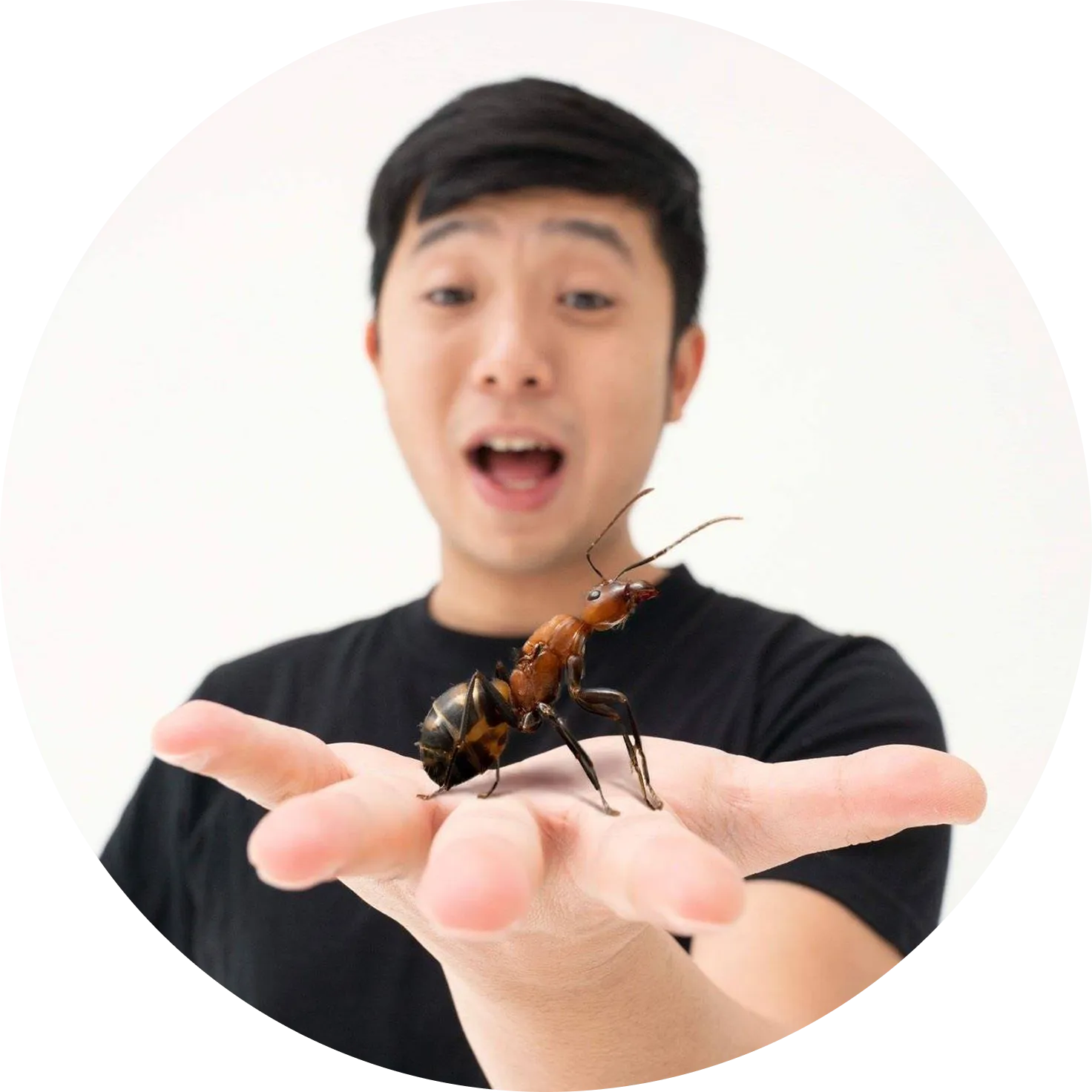 奈普頓臺灣蟻窟 Ants Formosa 